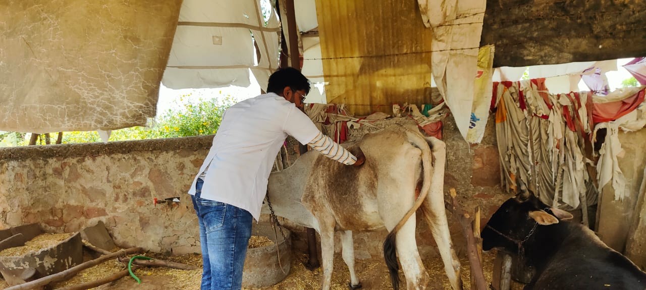 Glimpses of Weekly Free Animal Treatment  Camp Organised at Village NINDOLA On Dated 28.05.2023 as Per Prescribed Annual Camp Calendar